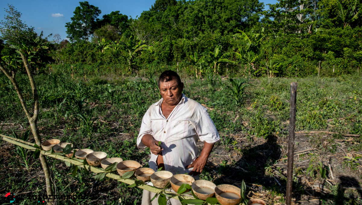 Campesinos piden continuar 'Sembrando Vida' en la Zona Maya de Quintana Roo
