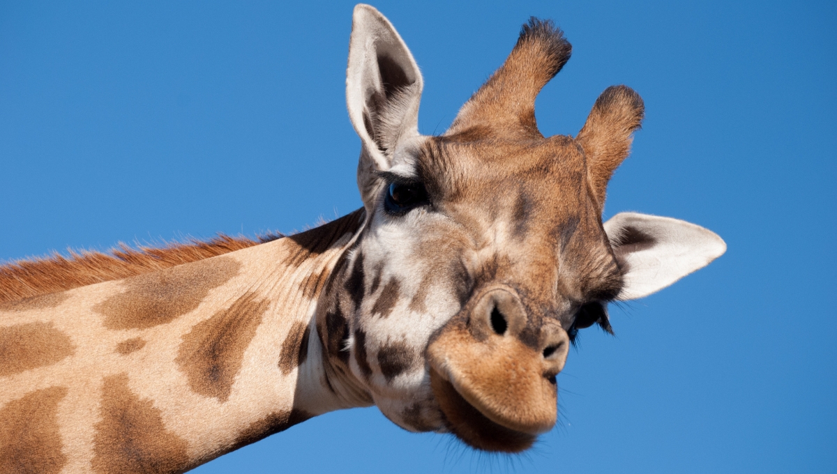 ¿Por qué la jirafa que nació en Estados Unidos no tiene manchas?: FOTOS