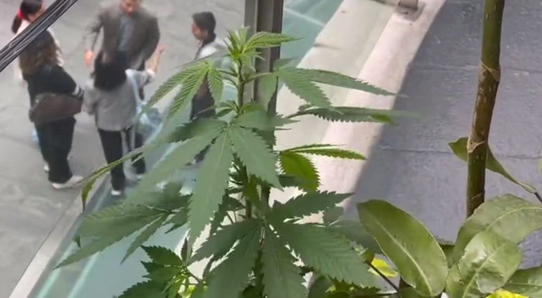 Planta de marihuana crece en las oficinas del Senado en la CDMX