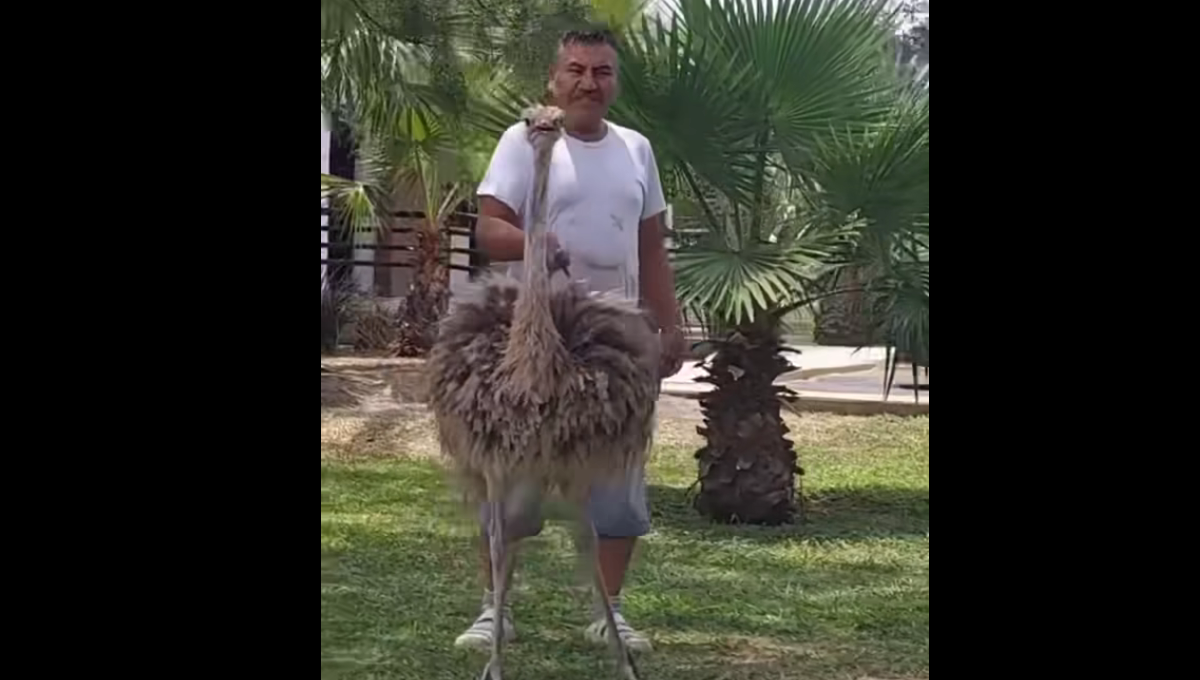 El hombre paseaba a  una avestruz con correa en las calles de Apodaca y fue grabado