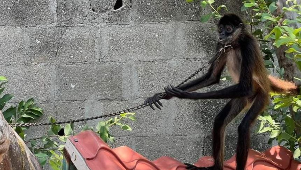 Rescatan a un mono araña encadenado en un patio en Ciudad del Carmen