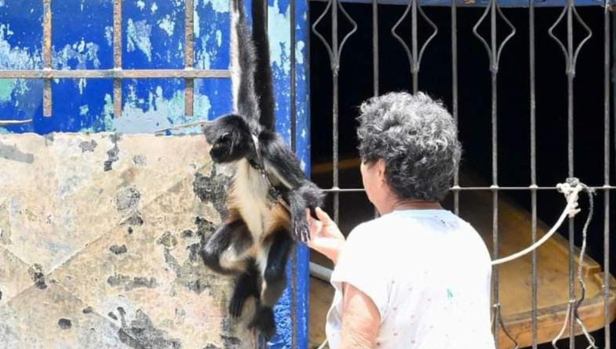 Rescatan otro mono araña en Ciudad del Carmen; es el segundo en tres días