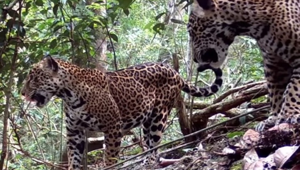 En Campeche, cámaras captan a dos jaguares en la región del Gran Calakmul