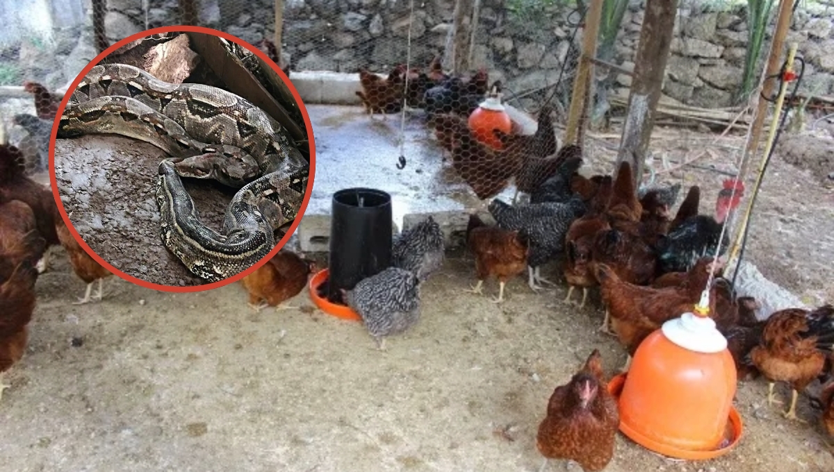 Declaran inocente al Uay chivo; familia de Valladolid descubre una boa comiendo sus gallinas