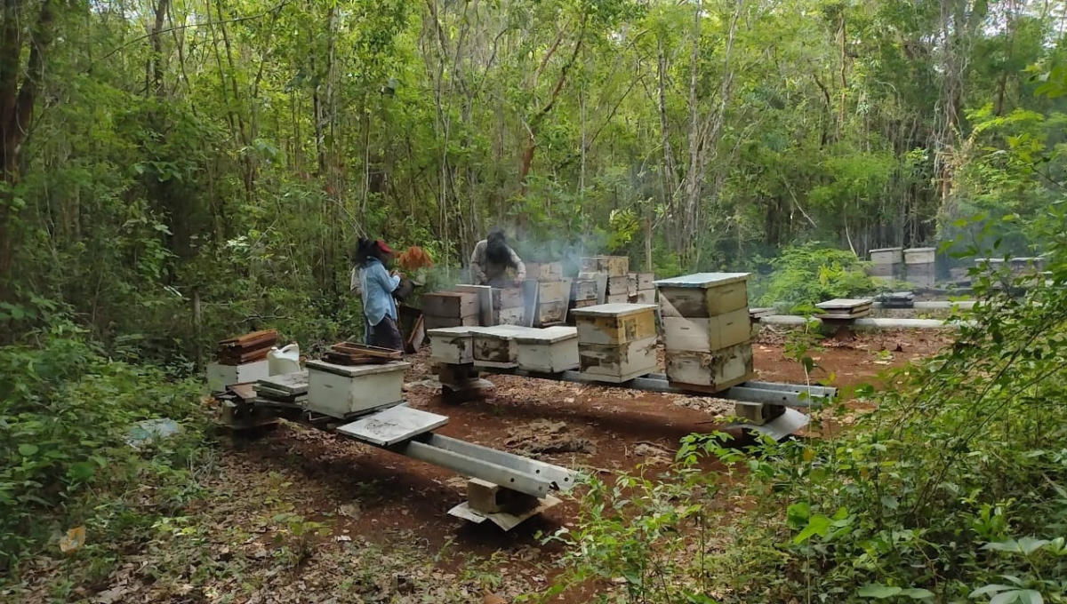 Desplome del precio de la miel en Felipe Carrillo Puerto amenaza a apicultores