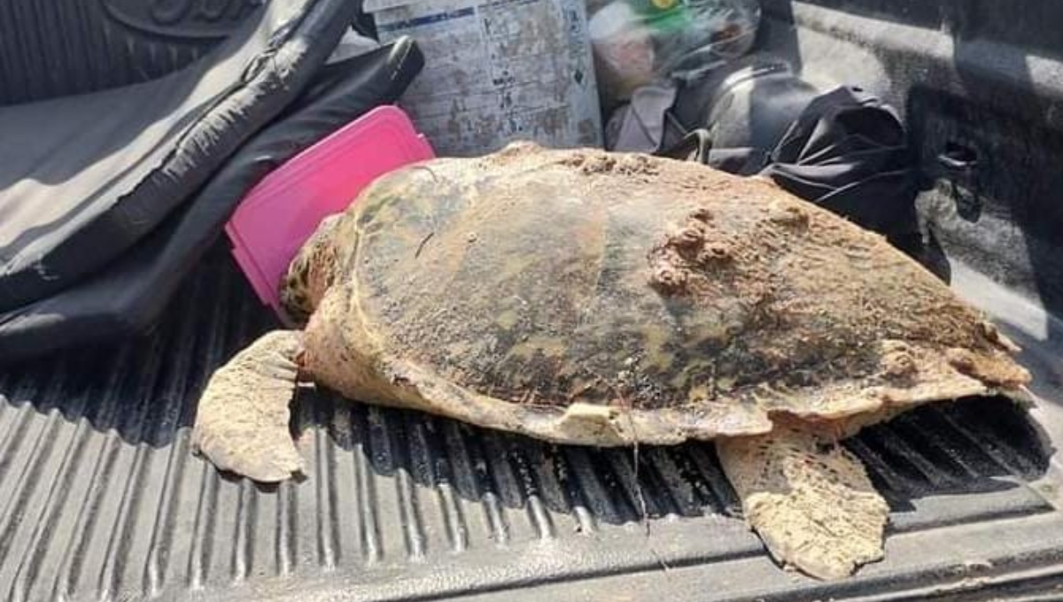 Hallan herida a tortuga de más de 100 kilos en la costa de Chuburná