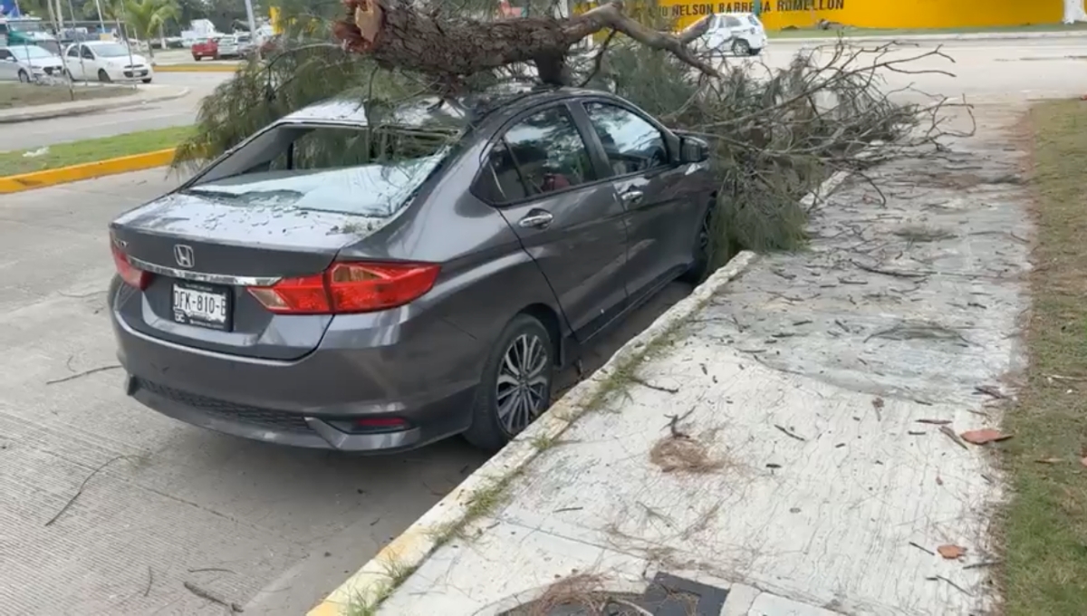 Ramas de pino caen y destrozan un auto estacionado en Ciudad del Carmen