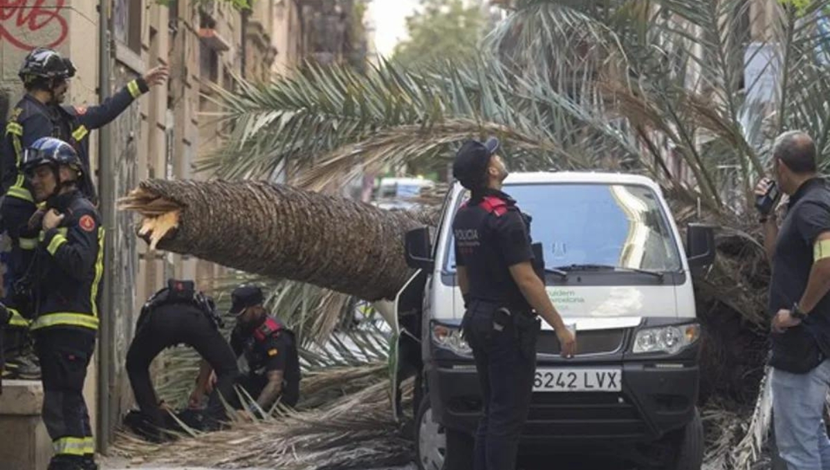 Joven de 20 años muere aplastada por una palmera en Barcelona