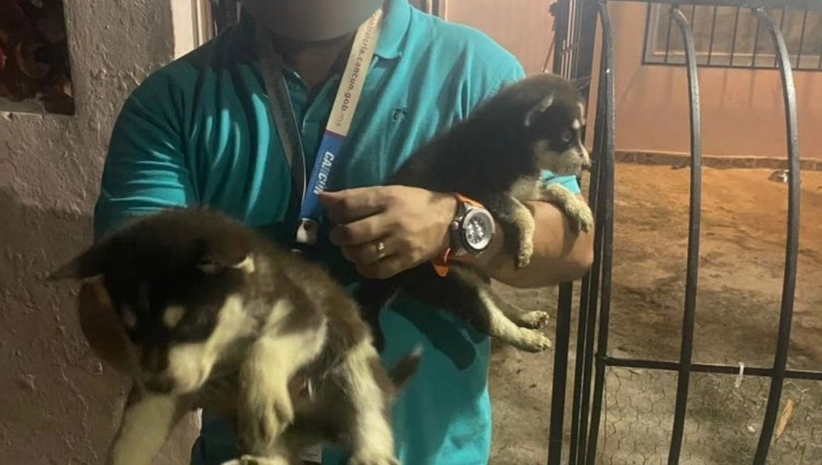 Rescatan a cinco perros Husky en Cancún; los tenían amarrados bajo la lluvia