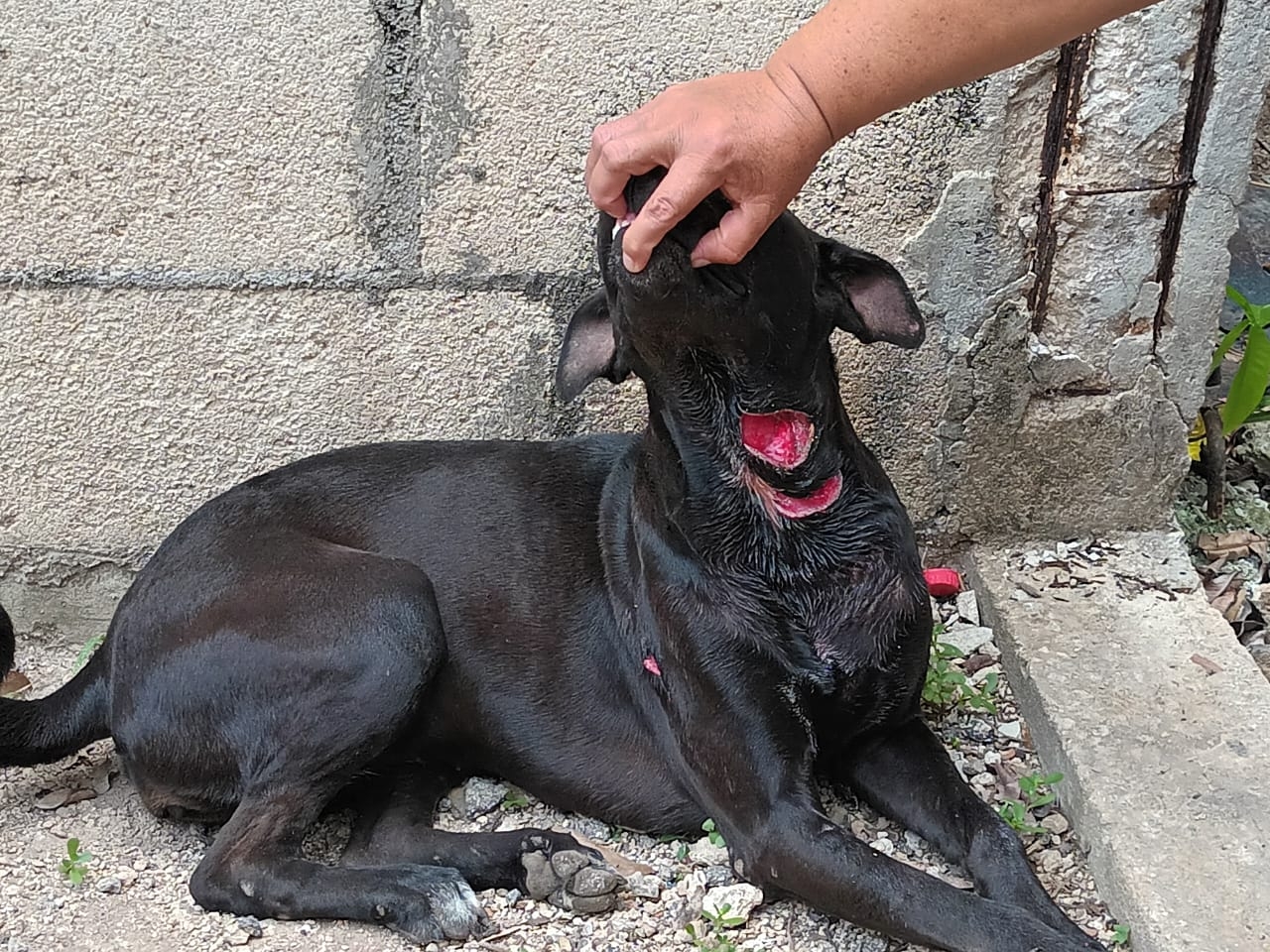 Surge nuevo caso de maltrato animal en Yucatán; machetean a una perrita en Sinanché