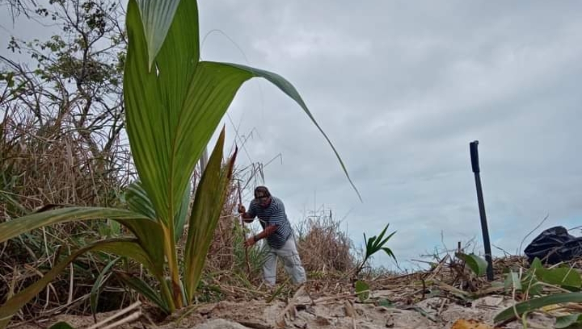 Habitantes de Sabancuy siembran palmas de coco frente la playa para combatir la erosión