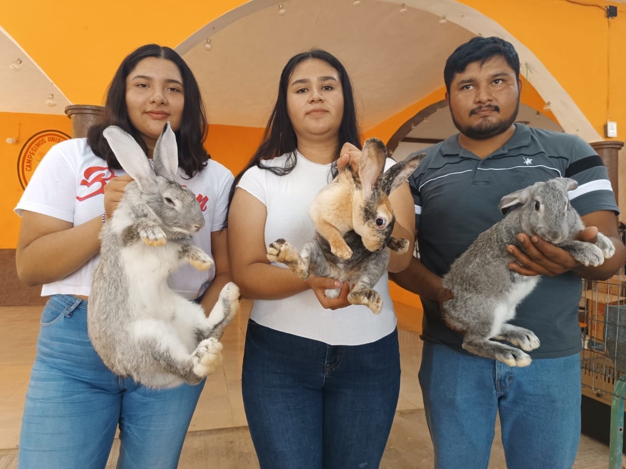 En Tizimín, promueven la crianza de conejos para el consumo de su carne