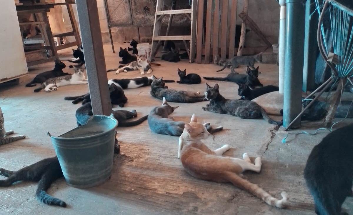 Día Internacional del Gato: Especialista de Yucatán pide concientizar por la sobrepoblación felina