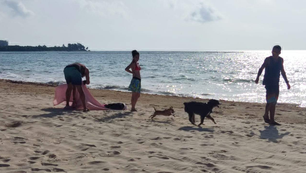 Pescadores creen que en Playa del Carmen hay mejores sitios para que los animales convivan con sus dueños