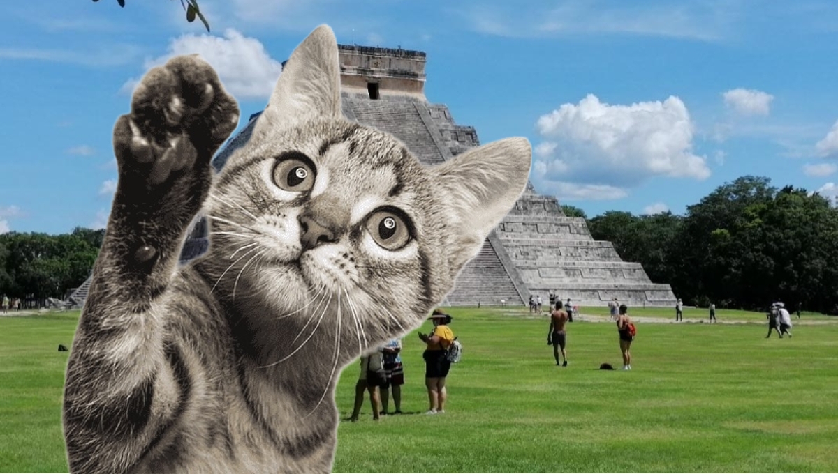 Los gatos son populares en la cultura maya