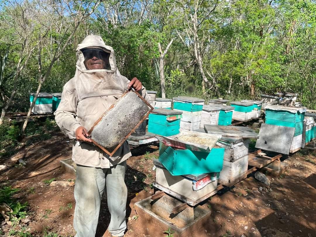 Hormigas xuuláb amenazan a más de 20 mil colmenas de apicultores de Yucatán