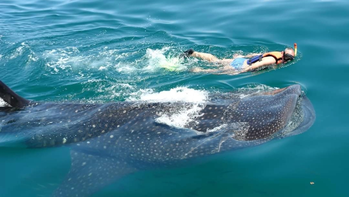 Lo pescadores han tenido la oportunidad de nadar con el tiburón ballena