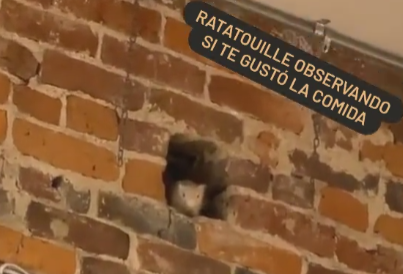 La rata fue captada en video cuando no se movia y veía al restaurante