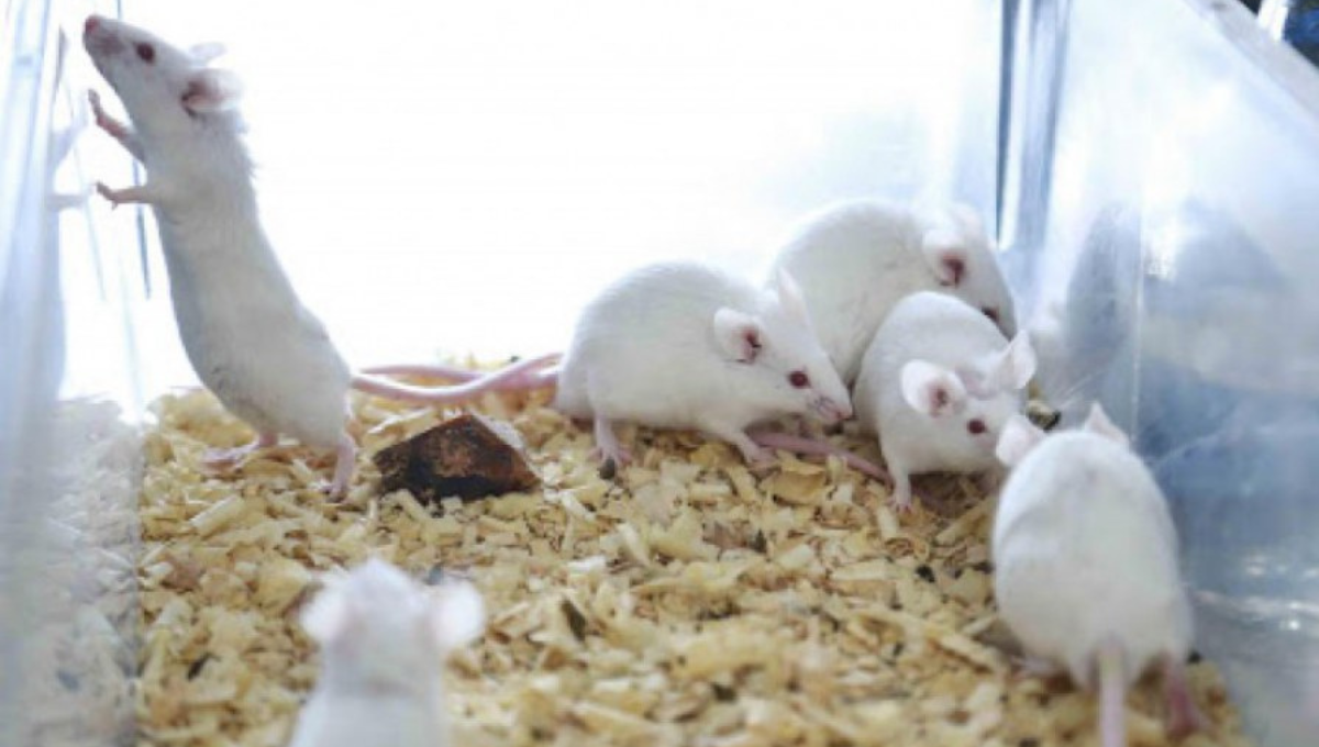 Sueltan ratas de laboratorio en Playa del Carmen; advierten por riesgo de una plaga