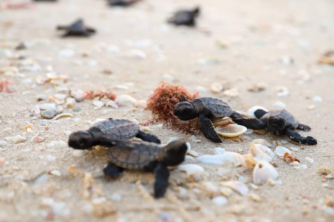 El Campamento Tortugero ampliará operativos hasta octubre y las eclosiones en diciembre