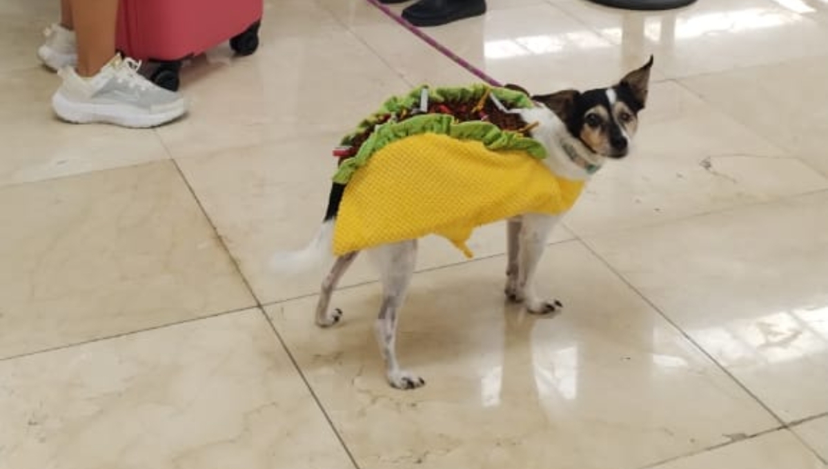 Perrita 'chilanga' disfrazada de taco enamora en el aeropuerto de Mérida
