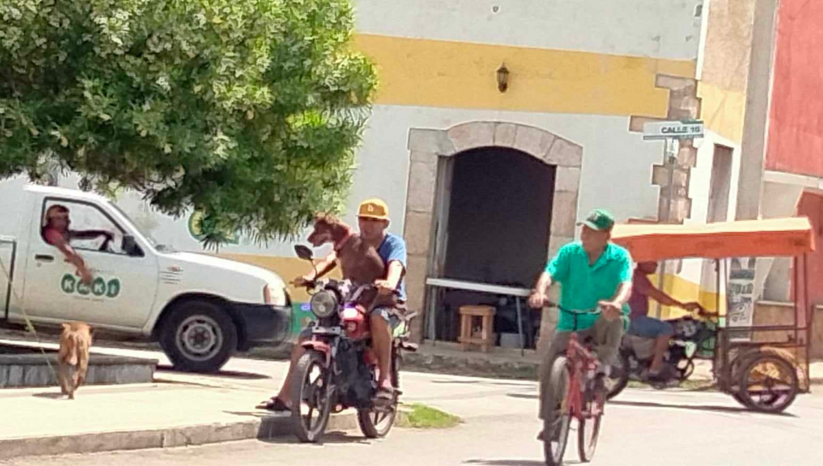 En Acanceh, motociclistas no respetan la ley; conducen sin casco y con sus mascotas
