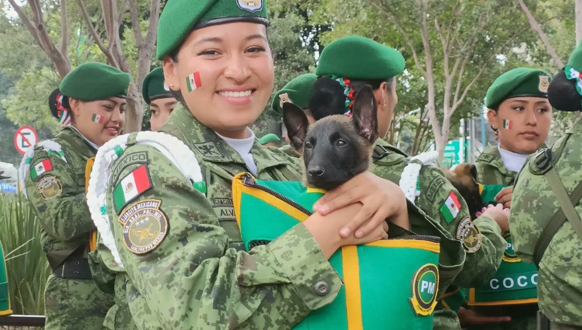 Los perritos rescatistas siempre llaman la atención en los desfiles militares