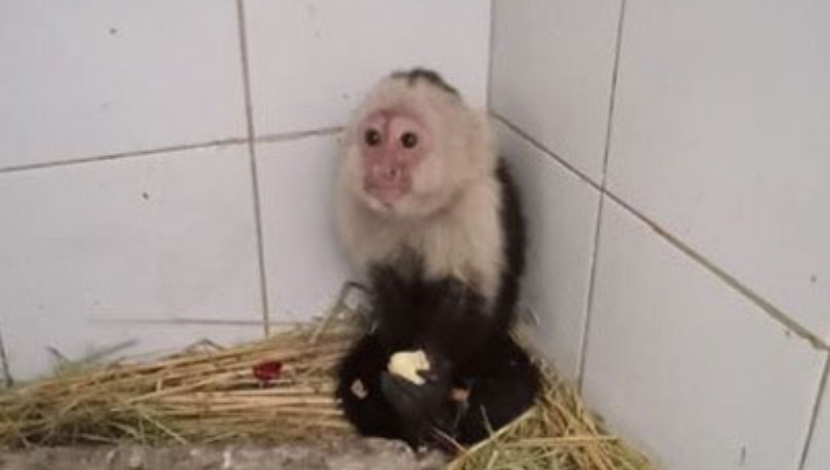 Rescatan a un mono capuchino que deambulaba en un árbol en la CDMX