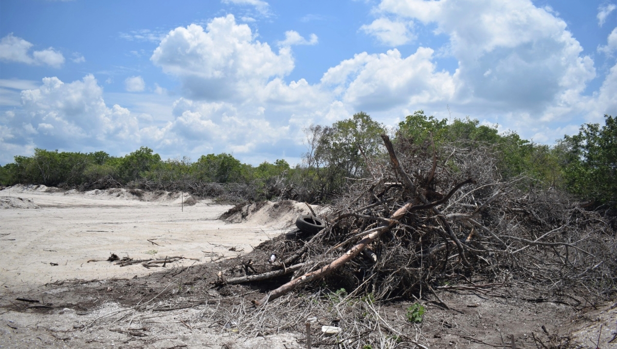 Celestún, en guerra contra inmobiliarias; deforestan mangles para construir un club de playa: VIDEO