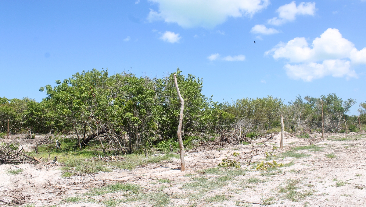 Los habitantes culpan a los empresarios de la deforestación del mangle y la destrucción de la duna costera