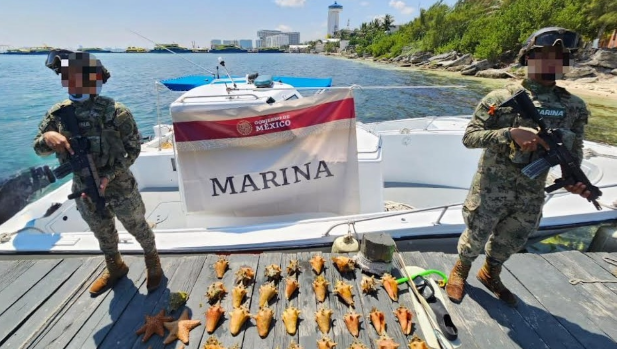 Marina decomisa 21 ejemplares de caracol y cuatro estrellas de mar en Isla Mujeres
