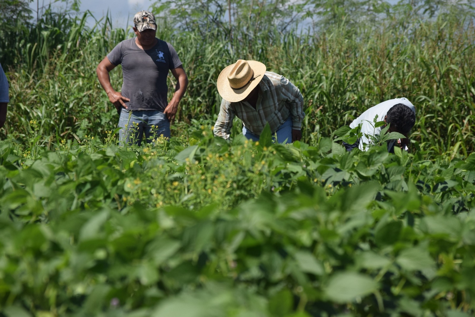 Secretaría de Desarrollo Agropecuario de Campeche no permitirá el uso de químicos para atacar plagas