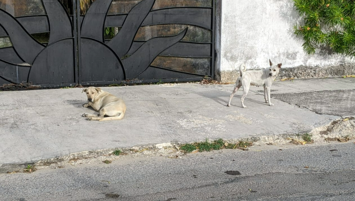 Fiscalía investiga el presunto envenenamiento de perros y gatos en Chetumal