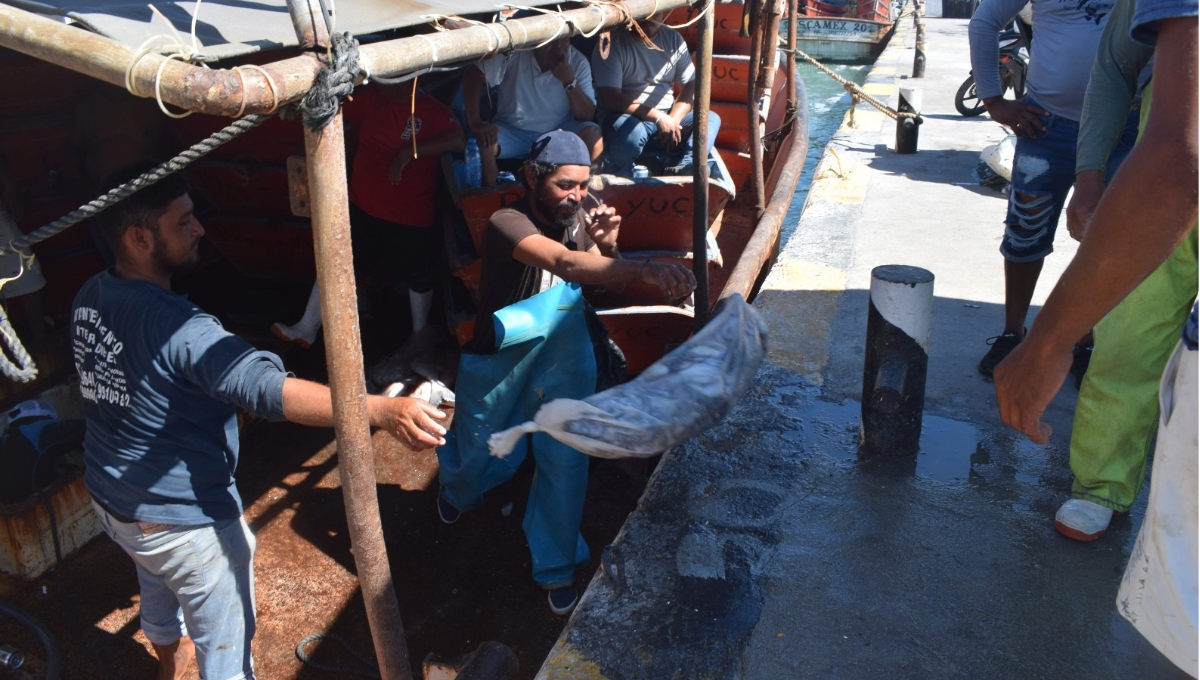 Pescadores de Progreso aumentan sus ánimos tras la mejora en la temporada de pulpo