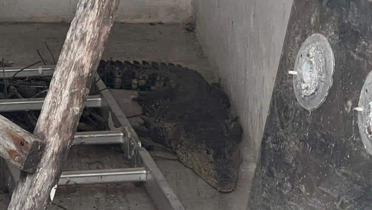 Rescatan a cocodrilo en la colonia Hacienda Chetumal
