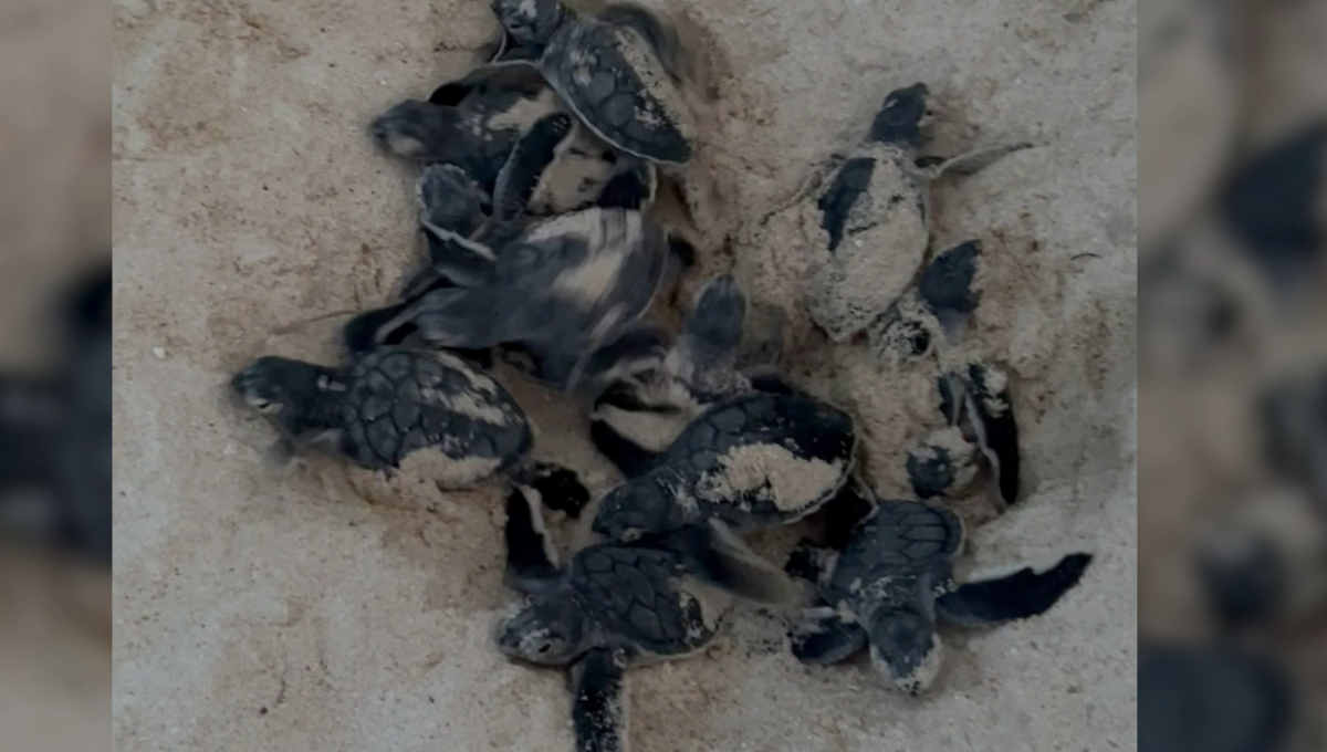 Poblador rescata 35 crías de tortugas en riesgo en Isla Mujeres