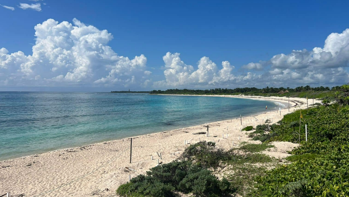 ¡Histórico! Llega la tortuga más grande del mundo a la Riviera Maya