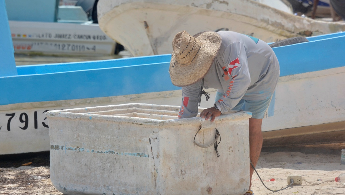 Cae demanda y precio de la langosta en Cancún