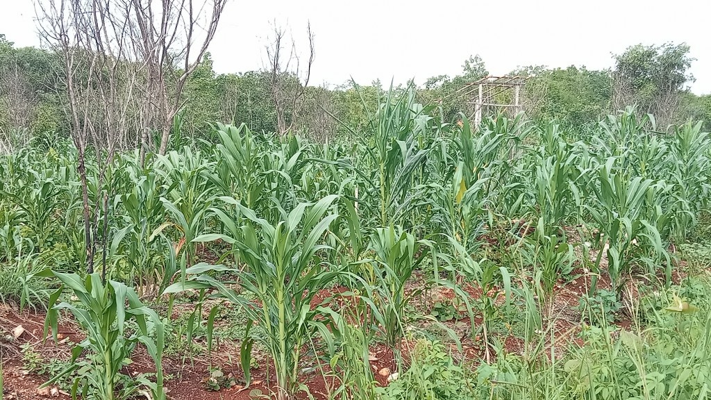 Los agricultores enfrentan una carrera contra el tiempo para cosechar maíz y protegerlos