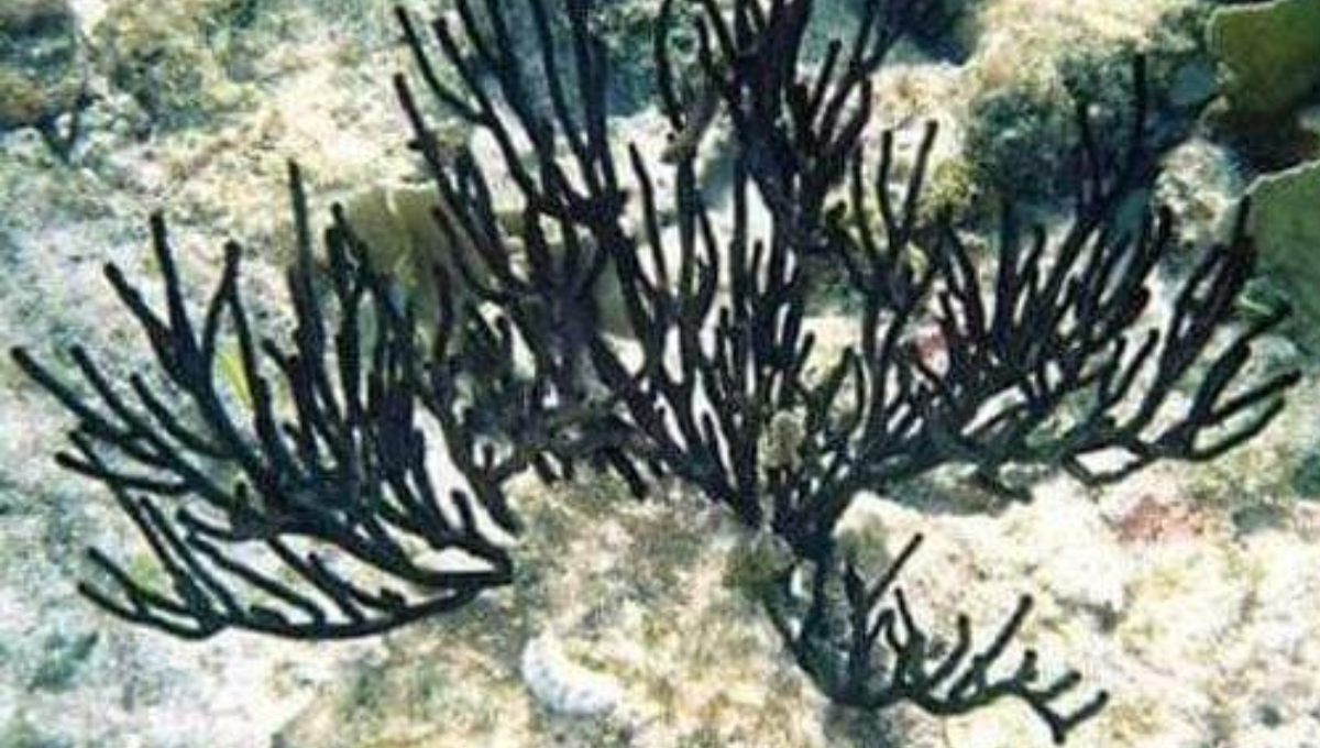 Tráfico Ilegal de coral negro amenaza la originalidad en Cozumel