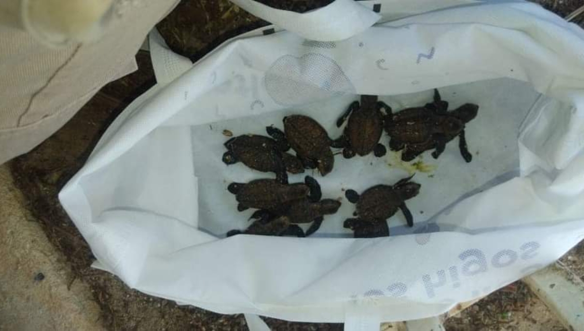 Crías de tortuga caen en la piscina de una casa de playa en Progreso