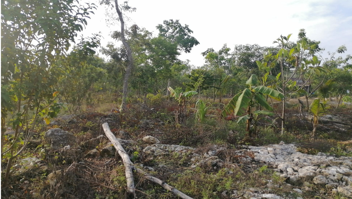 En Francisco May, donde se cultivan 50 hectáreas, solicitaron bombas y mangueras para regar, pero no tuvieron éxito