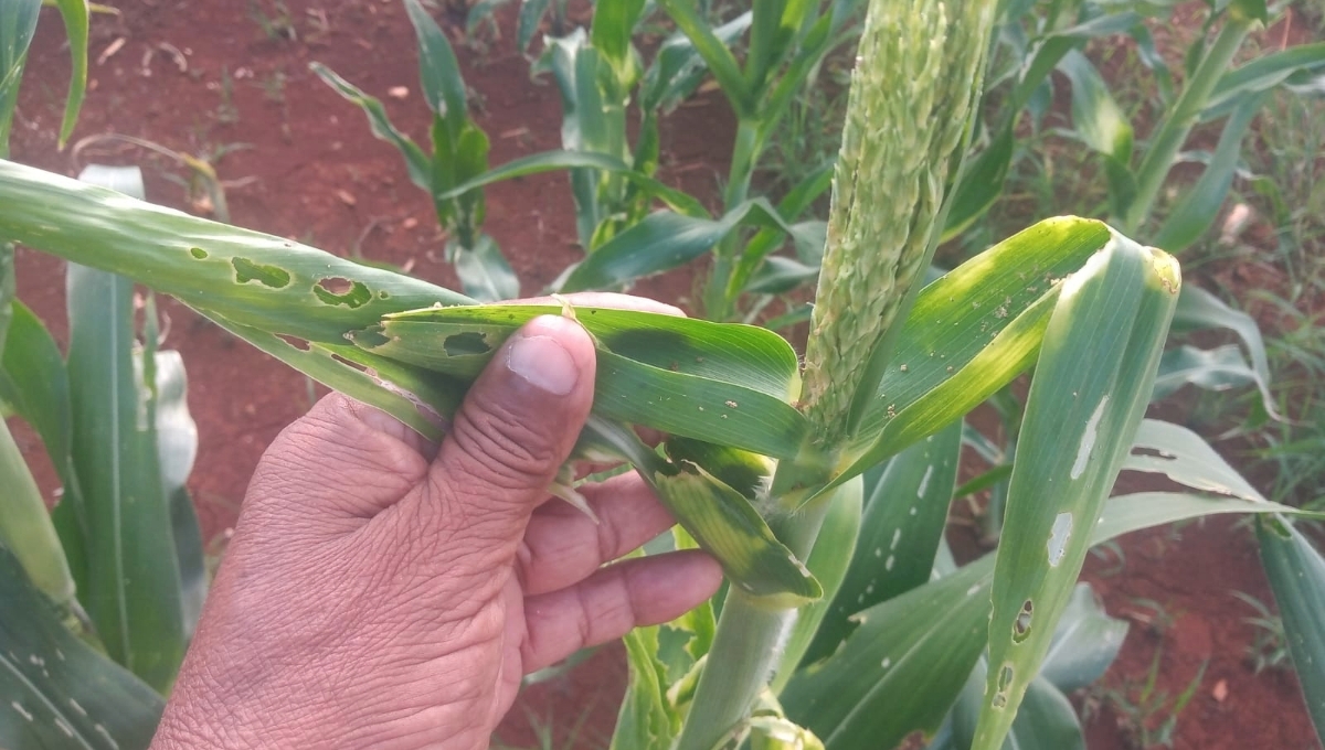 En la comunidad están en peligro cerca de 4 mil hectáreas de maíz
