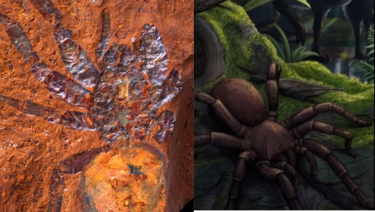 Descubren fósil de araña gigante de más de 11 millones de años