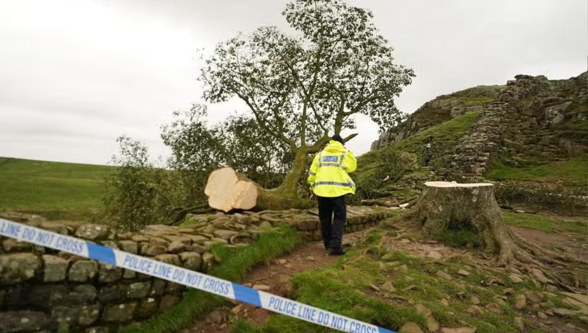 Arrestan a joven de 16 años por talar emblemático árbol en Inglaterra: FOTO