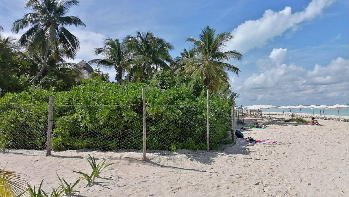 Turismo en Isla Mujeres mata vegetación en las playas