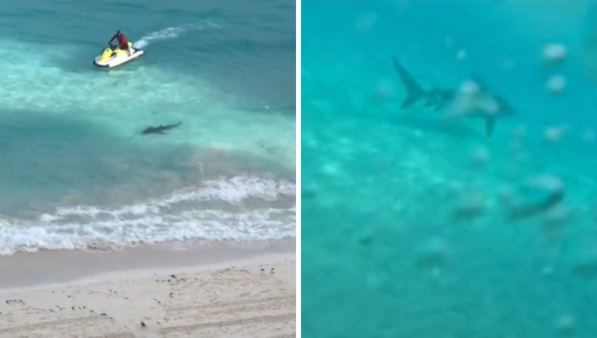 Tiburón espanta a bañistas de playa Chac Mool en Cancún: VIDEO