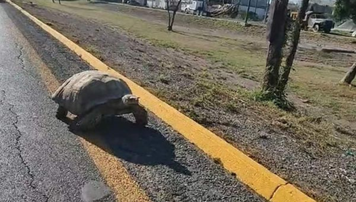 Hallan tortuga gigante en mitad de la carretera en Ciudad Victoria, Tamaulipas