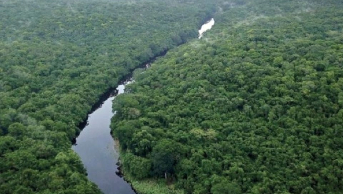 Reservas Balam Kú y Balam Kin en Campeche, aumentan sus hectáreas protegidas: Secretaría de Medio Ambiente