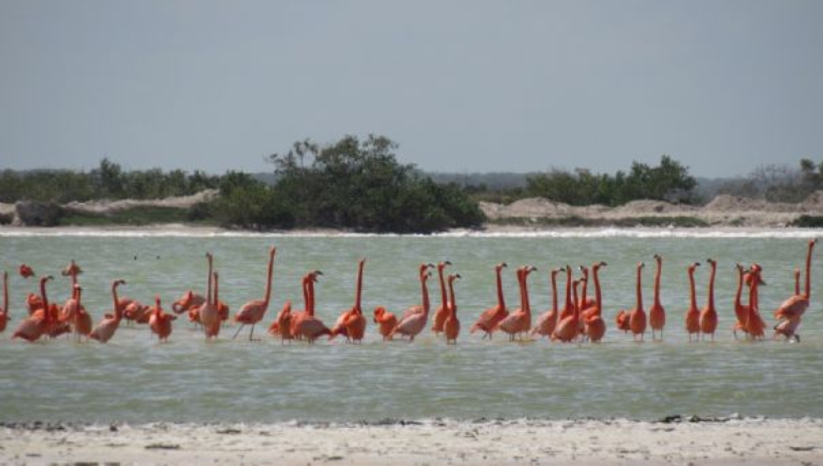 Crecimiento de la costa de Yucatán provoca la muerte de más de 200 mil aves: Bióloga